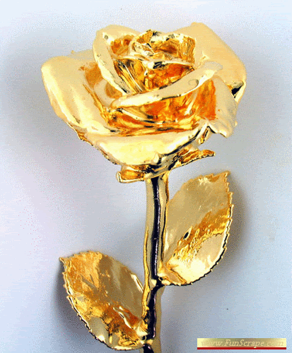 goldenrose