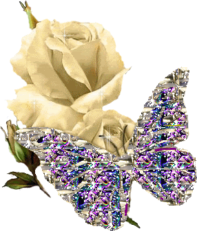 rosebutterfly